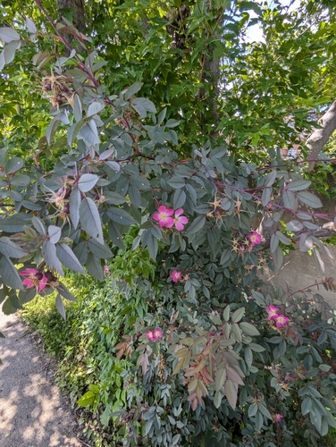 Image of Rosa glauca by (c) Lorna Grant, some rights reserved (CC BY)