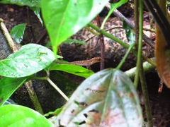 Anolis polylepis