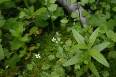 Cardamine breweri