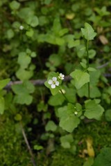 Cardamine breweri