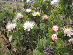 Protea madiensis subsp. madiensis image
