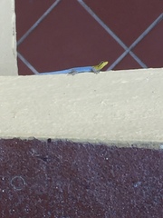 Lygodactylus picturatus