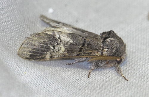 oak marbled brown, 5694 Breugel, Nederland, photo 7 of 10