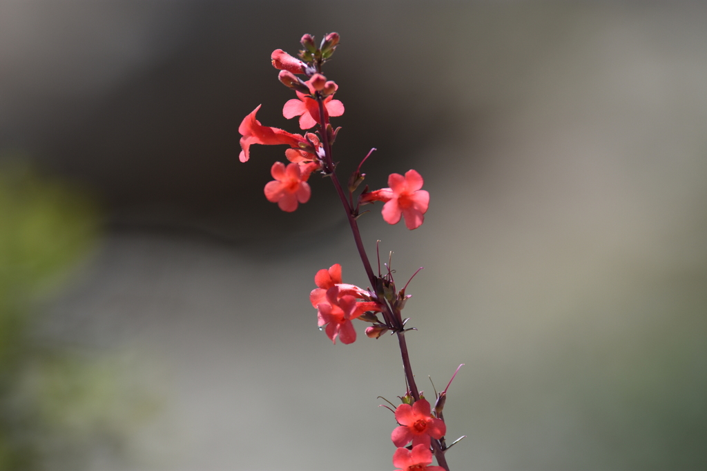 Superb Beardtongue