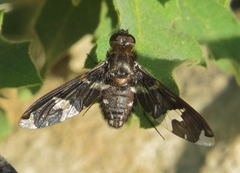 Exoprosopa dorcadion