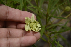 Asimina angustifolia image