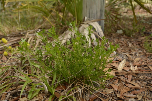 Fragrant eryngo