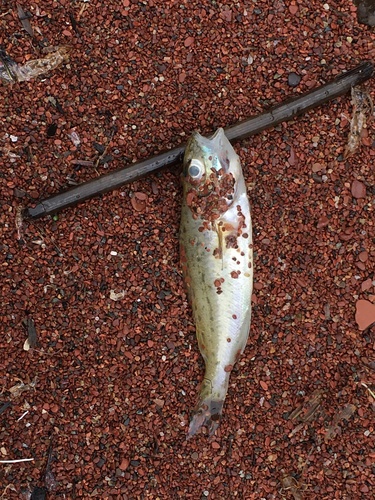Ruffe (Gymnocephalus cernua) — Percidae