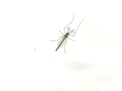 Chironomidae