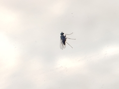 Dolichopodidae