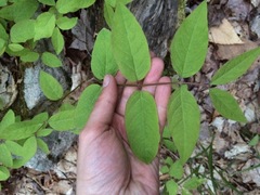 Lonicera canadensis