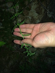 Cystopteris bulbifera
