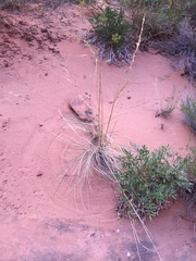 Lomatium latilobum