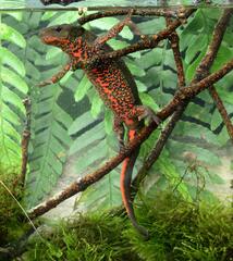 Japanese Fire-Bellied Newt photo 3