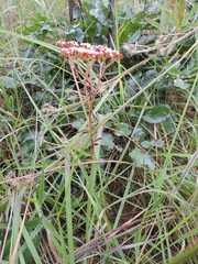 Crassula alba