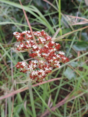 Crassula alba