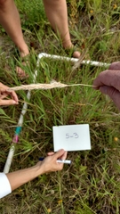 Bothriochloa torreyana