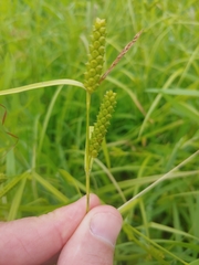 Carex granularis