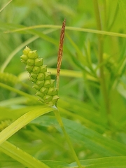 Carex granularis