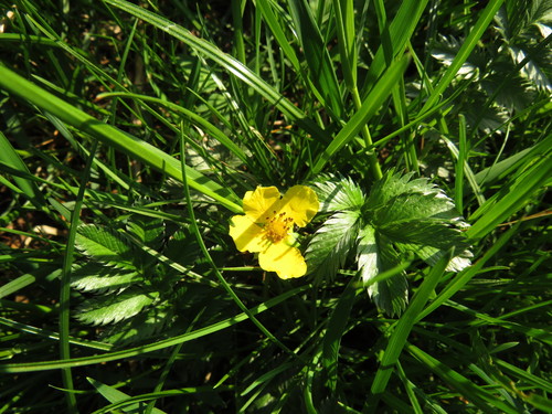 Žąsinė sidabražolė