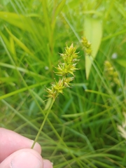 Carex stipata