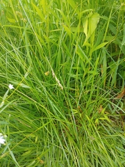 Carex stipata