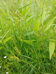 Carex stipata