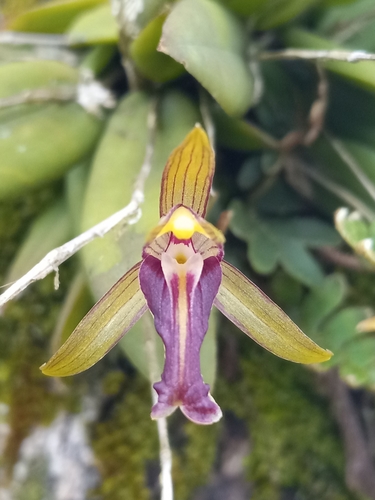 Domingoa haematochila