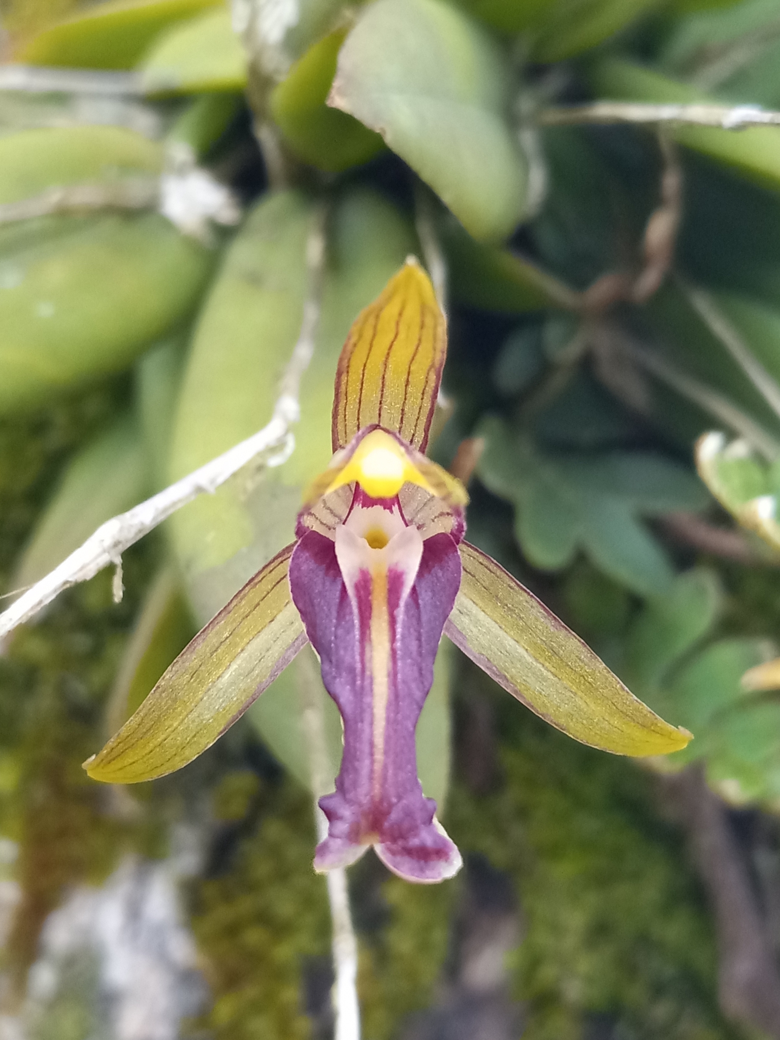 Domingoa haematochila