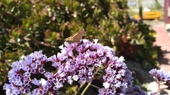 Hesperiidae
