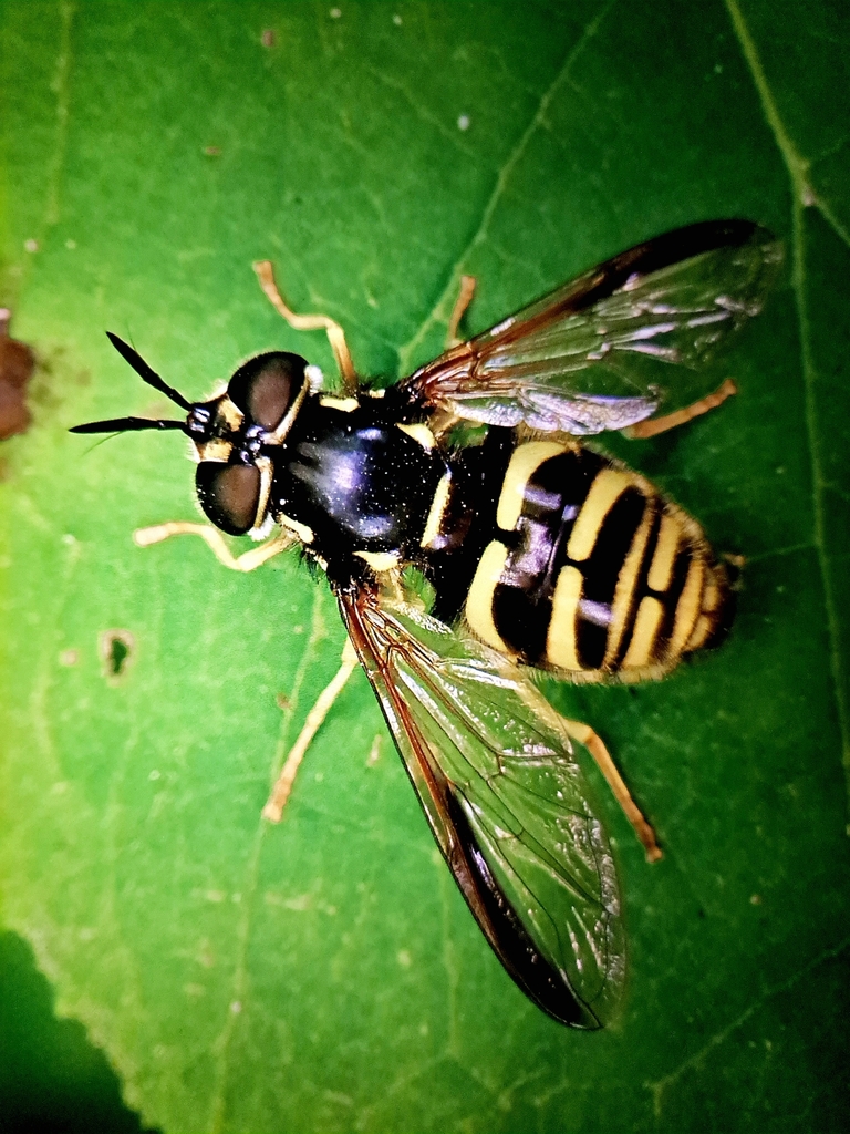 Chrysotoxum fasciolatum