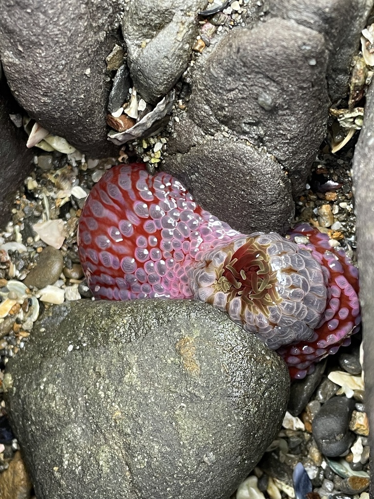 mulberry anemone from Lufra Cove, Eaglehawk Neck, TAS, AU on June 2 ...