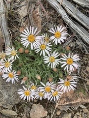 Townsendia florifera