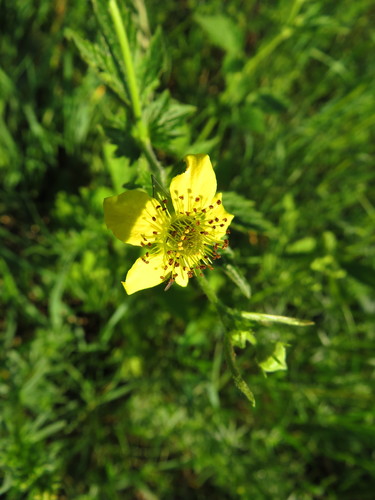 Geltonoji žiognagė