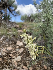 Astragalus curvicarpus