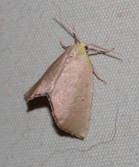 Drepanogynis biviaria