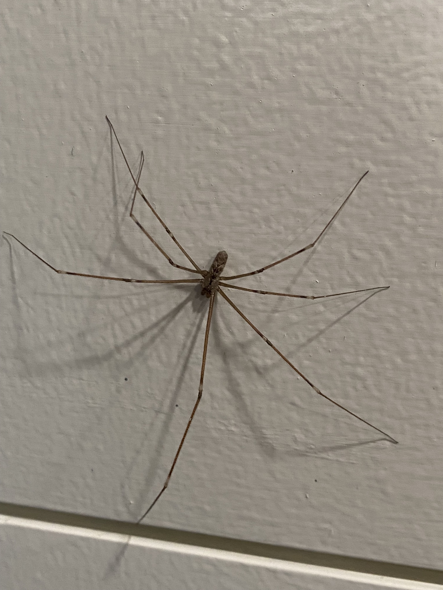 marbled cellar spider