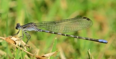 Argia immunda