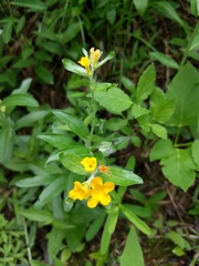 Lithospermum canescens