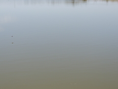 Petrochelidon pyrrhonota