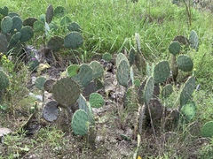 Opuntia pyrocarpa
