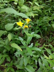 Lithospermum canescens