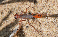 Ammophila ferruginosa