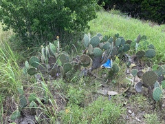 Opuntia pyrocarpa