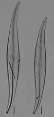 Gyrosigma acuminatum