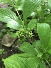 Rhamneae