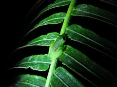 Espadarana prosoblepon