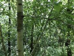 Rhamneae