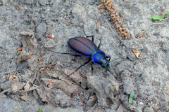 Carabus schoenherri