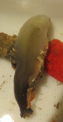 Phallusia fumigata